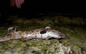 サメが海から陸上へ進出？浅瀬をヒレで歩き続ける貴重映像