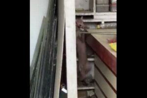 インドで、胴体の長いネコのような不思議な生物が撮影される