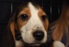 薬物実験用に飼育されていた施設から、4000匹のビーグル犬を保護