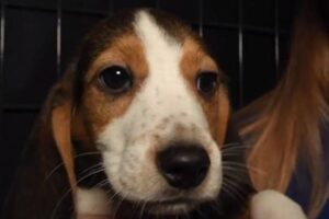 薬物実験用に飼育されていた施設から、4000匹のビーグル犬を保護