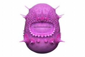 5億年前のミステリアスな生物、科学者が謎に迫る