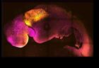 卵子や精子を使わずにマウスの人工胚の作成に成功、脳の発達や心臓の鼓動を確認
