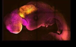 卵子や精子を使わずにマウスの人工胚の作成に成功、脳の発達や心臓の鼓動を確認