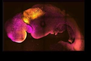 卵子や精子を使わずにマウスの人工胚の作成に成功、脳の発達や心臓の鼓動を確認