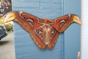 羽を広げると25cm、アメリカで初めて確認された蛾が巨大すぎる