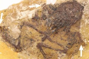 古代生物の命を奪った謎の沼地、カエルが交尾中に大量死か？