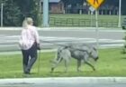 女性がオオカミを散歩させている？異様な動物の映像にユーザーらも困惑