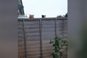 スパイ・キャット！塀越しに隣のワンコを見つめる2匹のニャンコが面白い