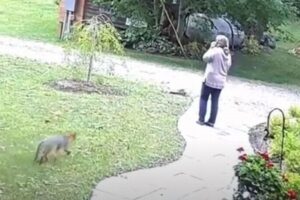 ニューヨーク州でキツネが女性を襲撃、異常な攻撃性の原因は狂犬病か？【動画】