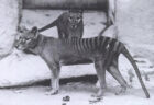 絶滅したタスマニアタイガーを遺伝子操作で再生、ジュラシックパークのようなプロジェクトがスタート