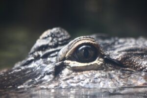 人の死体を咥えて悠々と泳ぐワニの姿が撮影される【メキシコ】