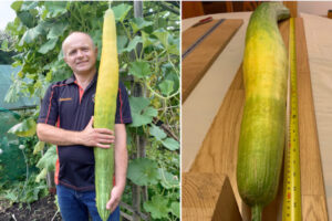 キュウリが1.13メートルに育ち、ギネス世界記録