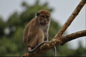 石を大人のオモチャ代わりにするサルがいると判明：大学調査