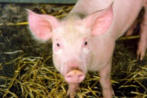 死んだブタの臓器が復活、数時間後に部分的に機能を回復