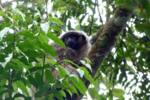 【ブラジル】サル痘を恐れ、人々が野生のサルを攻撃または毒殺