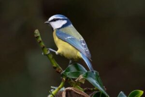 気候変動の影響か？欧州に生息する鳥、15年前に比べて色が薄くなった