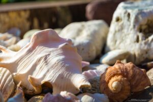 他人の庭に侵入してトマトをかじった全裸中年男性、警官に貝殻で襲い掛かる