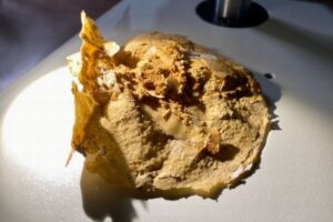 世界最古の心臓、オーストラリアで3億8000万年前の魚の化石から発見