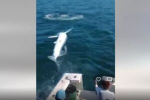 釣り船に突然、巨大なサメがジャンプして乗り込んできた!【動画】