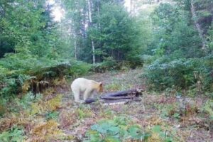 先住民が「スピリット・ベア」と呼ぶ、稀少な白いクマを撮影