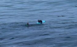 海に落ちたサーファーが戻ったら、サーフボードの上にラッコが居座っていた