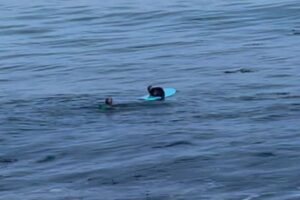 海に落ちたサーファーが戻ったら、サーフボードの上にラッコが居座っていた