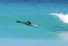 アシカが見事に波をキャッチ、気持ちよさそうにサーフィンを楽しむ【動画】