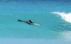 アシカが見事に波をキャッチ、気持ちよさそうにサーフィンを楽しむ【動画】