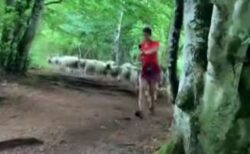 森の中をマラソンしていた女性、100頭の羊に後をつけられ困惑