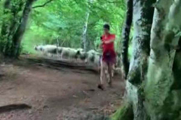 森の中をマラソンしていた女性、100頭の羊に後をつけられ困惑