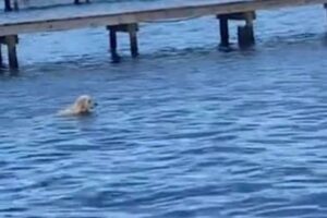 マナティのいる場所へワンコが泳いでいったら…驚きの瞬間を撮影
