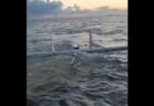 タスマニアの海岸に230頭のクジラが漂着、救出活動が行われる