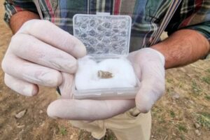 ジョージアで180万年前の初期人類の歯を発見、アフリカ以外で最古