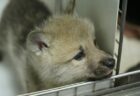 中国企業が、野生のホッキョクオオカミのクローンを作り出す