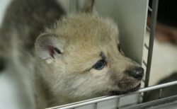 中国企業が、野生のホッキョクオオカミのクローンを作り出す