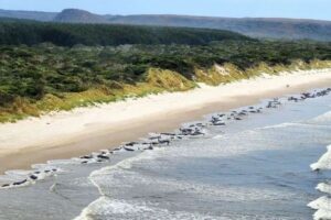 タスマニアの海岸に230頭のクジラが漂着、救出活動が行われる