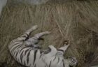 7年の時を経て、稀少なホワイトタイガーの赤ちゃんが誕生、インドの動物園で