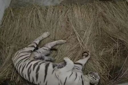 7年の時を経て、稀少なホワイトタイガーの赤ちゃんが誕生、インドの動物園で