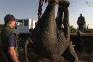 【ジンバブエ】干ばつから2500頭の動物を救うため、大規模移送作戦が進行中