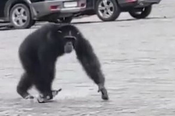 ウクライナの動物園からチンパンジーが脱走、通りをさまようも無事に保護