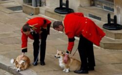 エリザベス女王の国葬で愛犬や愛馬もお見送り、国民の涙を誘う