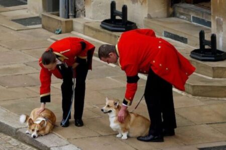 エリザベス女王の国葬で愛犬や愛馬もお見送り、国民の涙を誘う