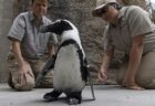 病気のペンギンにカスタムシューズをプレゼント、見事歩けるように【米動物園】
