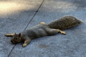 地面に平らに広がっているリスが多数出現、目撃した人もびっくり