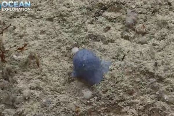 カリブ海の海底で発見された未確認生物、科学者も特定できず困惑