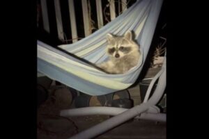 庭を覗いてみたら、野生のアライグマがハンモックで寛いでいた！【動画】