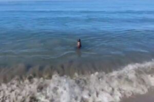 海に向かってボールを投げたら、犬と一緒にアザラシも追いかけ始めた！