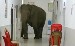 インドの建物に野生のゾウが侵入、廊下をゆっくり歩く姿を目撃
