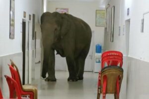 インドの建物に野生のゾウが侵入、廊下をゆっくり歩く姿を目撃