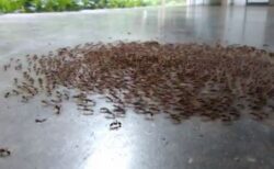 「死のスパイラル」軍隊アリの不思議な生態を示した動画